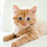 Les Français et leur passion du chat…