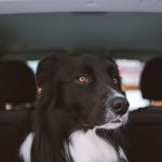 Trouvez le coussin de voiture idéal pour votre chien dès maintenant !