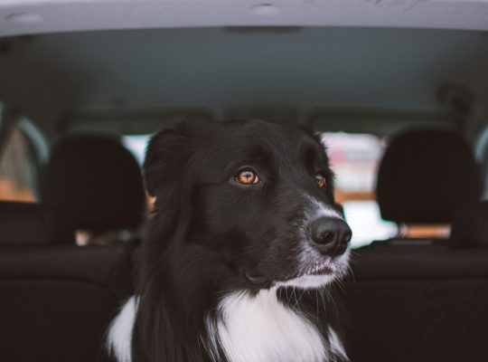 Trouvez le coussin de voiture idéal pour votre chien dès maintenant !