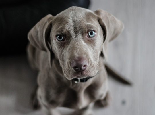 Les colliers anti-aboiement : une aide précieuse pour les propriétaires de chiens