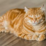 Comment assurer son chat avec un petit budget ?