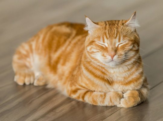 Comment assurer son chat avec un petit budget ?