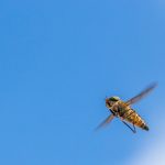 Comment gérer les nids de guêpes : dangers et solutions à connaître