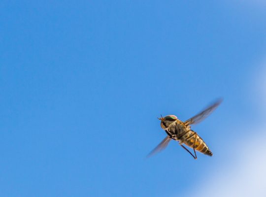 Comment gérer les nids de guêpes : dangers et solutions à connaître