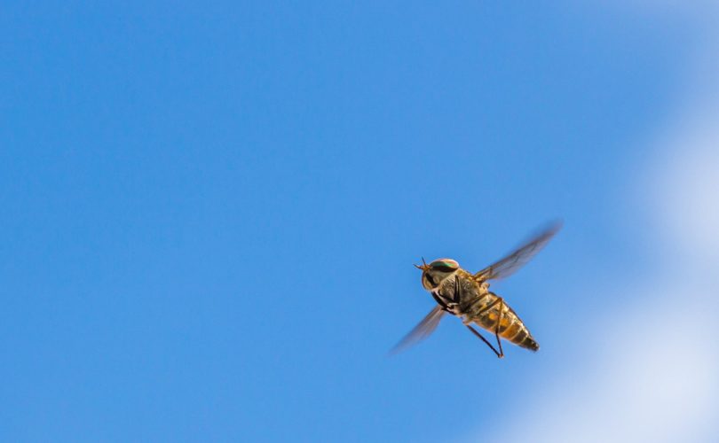 Comment gérer les nids de guêpes : dangers et solutions à connaître