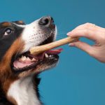 Top 3 des friandises pour chiens : des gourmandises naturelles à découvrir