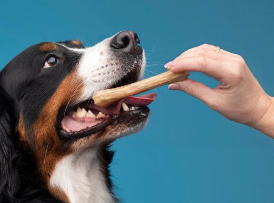Top 3 des friandises pour chiens : des gourmandises naturelles à découvrir