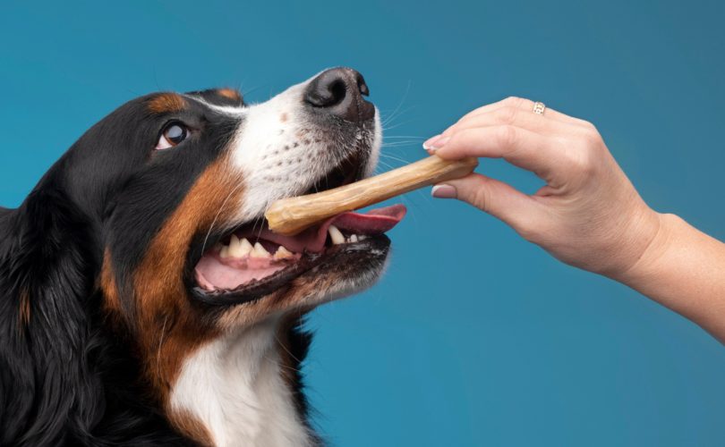 Top 3 des friandises pour chiens : des gourmandises naturelles à découvrir