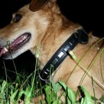 Colliers connectés : la technologie au service de vos animaux