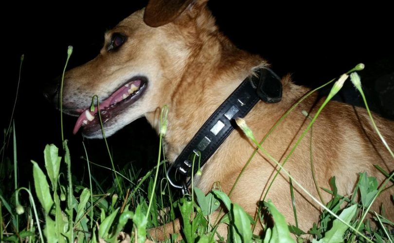 Colliers connectés : la technologie au service de vos animaux
