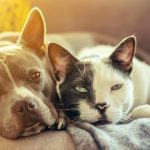 Assurer son animal de compagnie : une précaution vraiment nécessaire ?