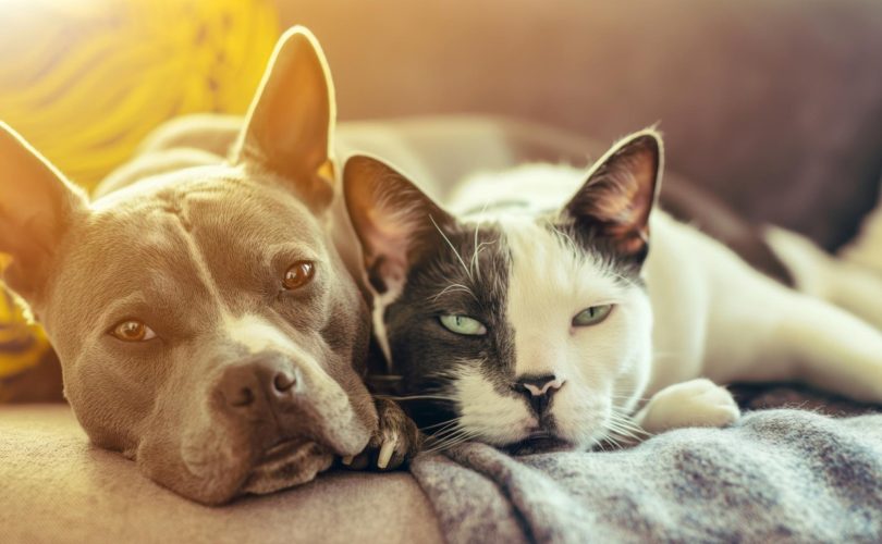 Assurer son animal de compagnie : une précaution vraiment nécessaire ?