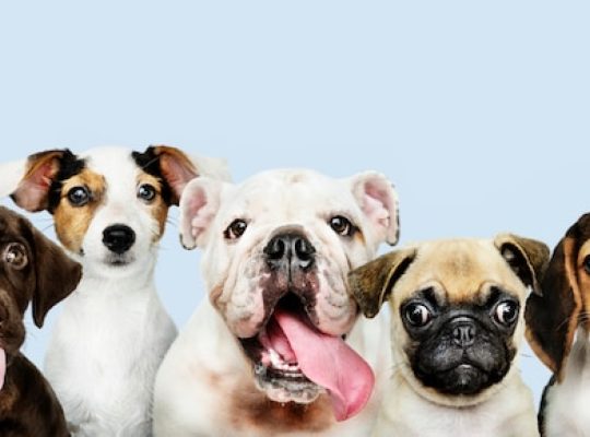 Prévenir les maladies de votre chien grâce à une mutuelle adaptée