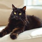 Pourquoi les Maine Coons ont besoin d’un brossage spécifique ?