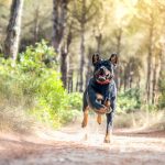 Assurance animale : une protection essentielle pour le Rottweiler