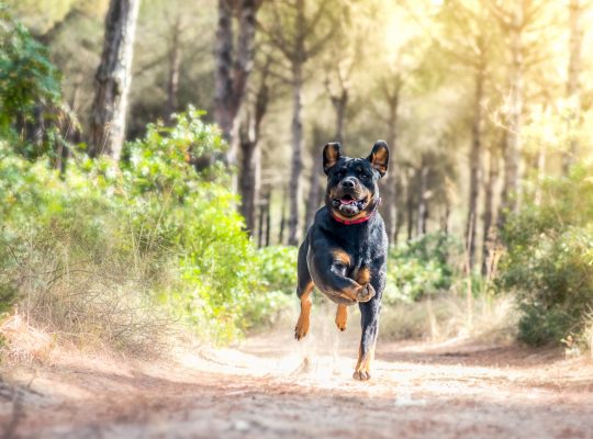 Assurance animale : une protection essentielle pour le Rottweiler