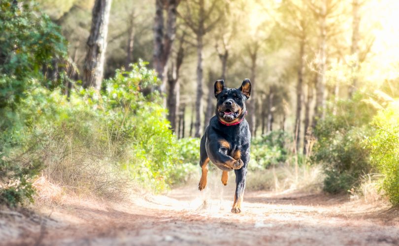 Assurance animale : une protection essentielle pour le Rottweiler