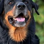 Pourquoi assurer un rottweiler est fortement recommandé ?