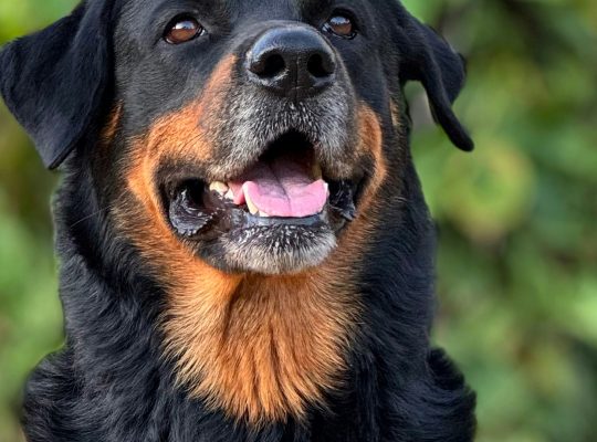 Pourquoi assurer un rottweiler est fortement recommandé ?