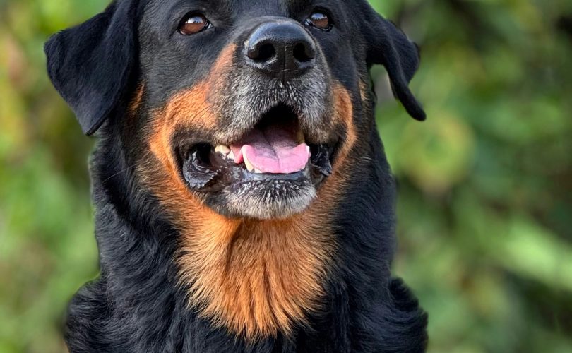 Pourquoi assurer un rottweiler est fortement recommandé ?